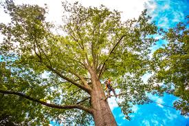 Best Tree Removal  in West Bradenton, FL