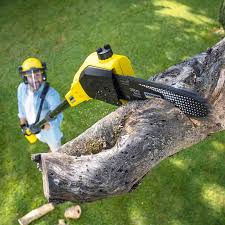 Best Stump Grinding and Removal  in West Bradenton, FL