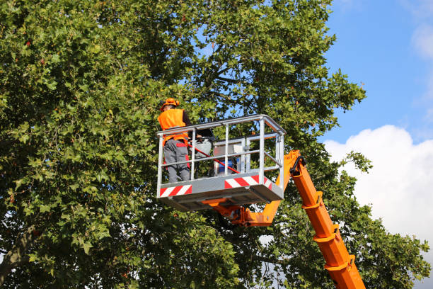 Best Hazardous Tree Removal  in West Bradenton, FL