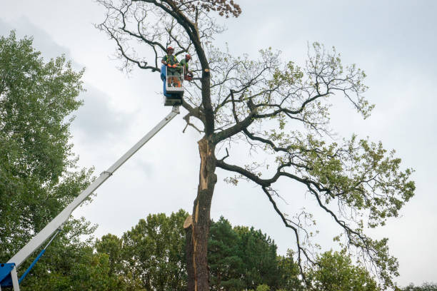 Best Tree Maintenance Programs  in West Bradenton, FL