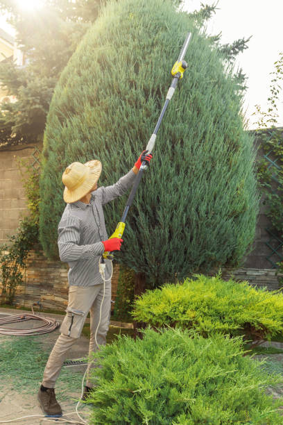 Best Fruit Tree Pruning  in West Bradenton, FL